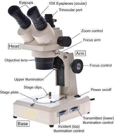 light microscope