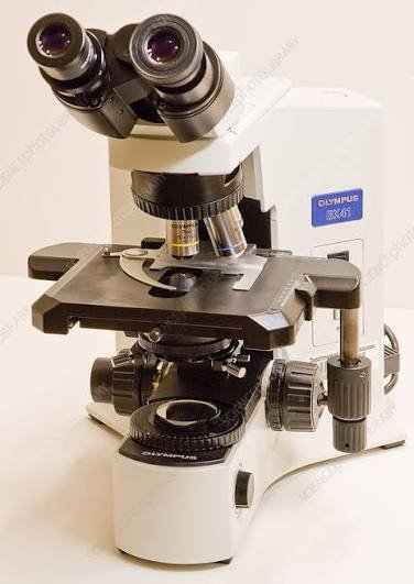 compound light microscope