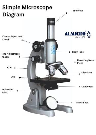 light microscope